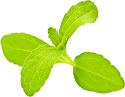 stevia-image