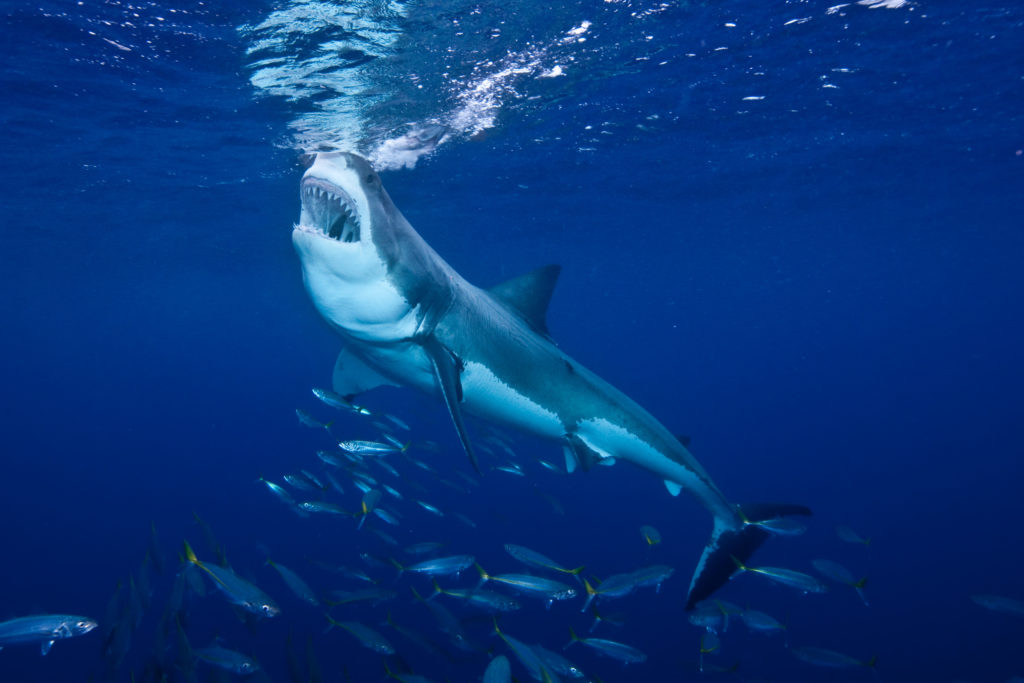 Shark Fin Cheese Bites :Pruvit